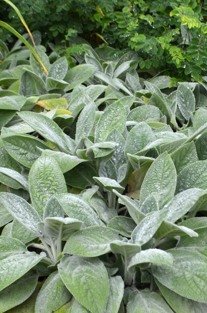 'Helene von Stein' Lamb's Ears - Stachys byzantina from Keathly Nursery
