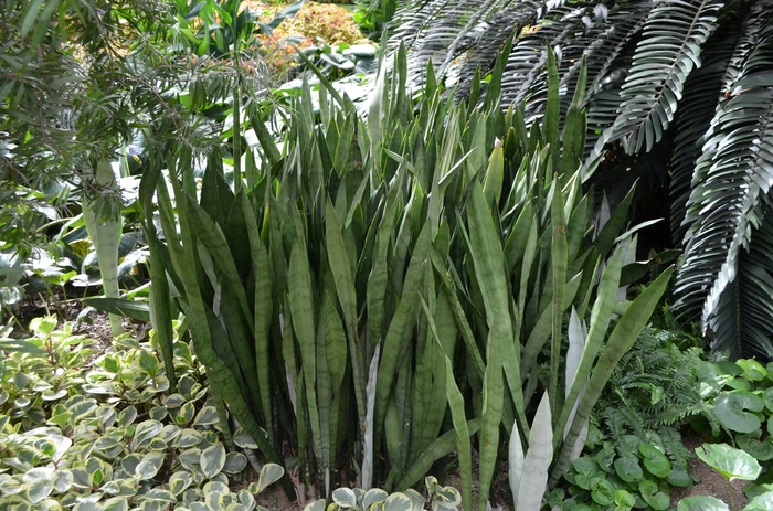 'Silver Queen' Snake Plant - Sansevieria trifasciata from Keathly Nursery