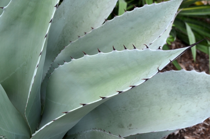 Whale's Tongue Agave - Agave ovatifolia from Keathly Nursery