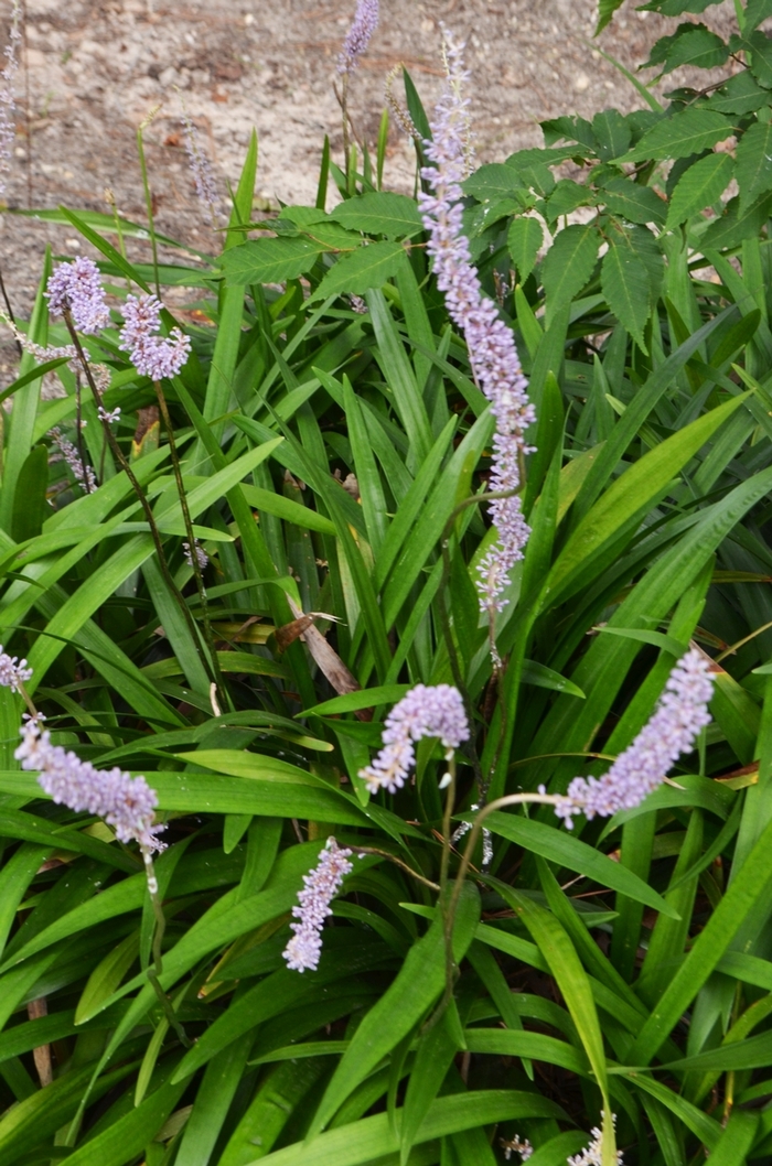 Monkey Grass - Liriope platyphylla from Keathly Nursery