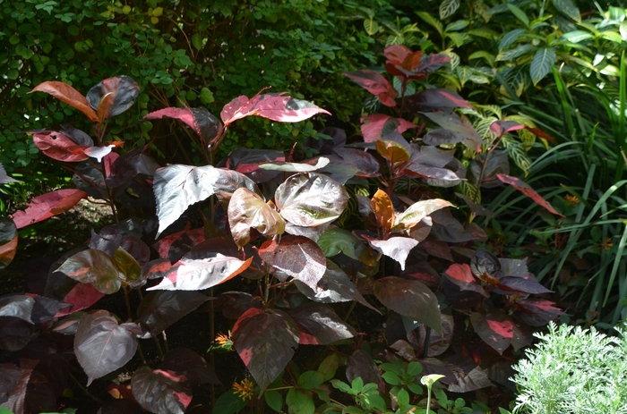 Copperleaf - Acalypha wilkesiana from Keathly Nursery
