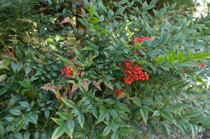 'Sunray&reg;' Nandina Sunray - Nandina domestica from Keathly Nursery