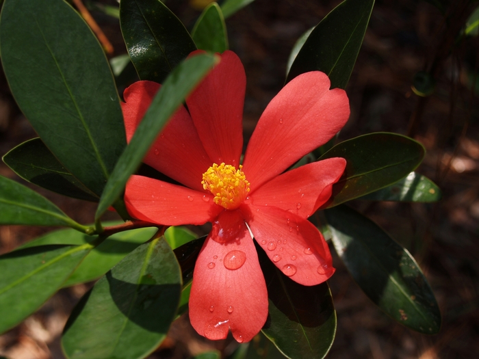 Camellia - Camellia azalea from Keathly Nursery
