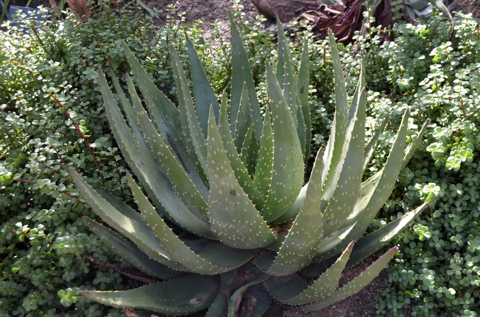 Red-hot Poker Aloe - Aloe aculeata from Keathly Nursery