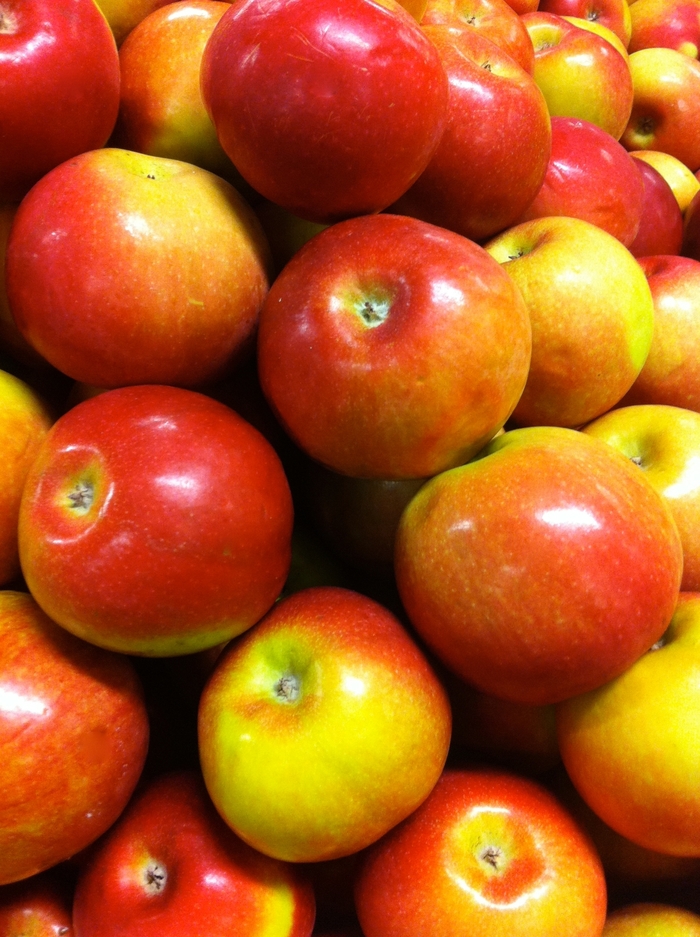 'McIntosh' Apple - Malus domestica from Keathly Nursery