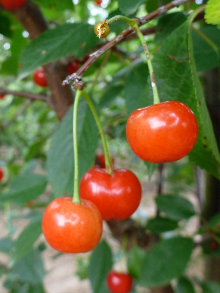 'Montmorency' Montmorency Cherry - Prunus from Keathly Nursery
