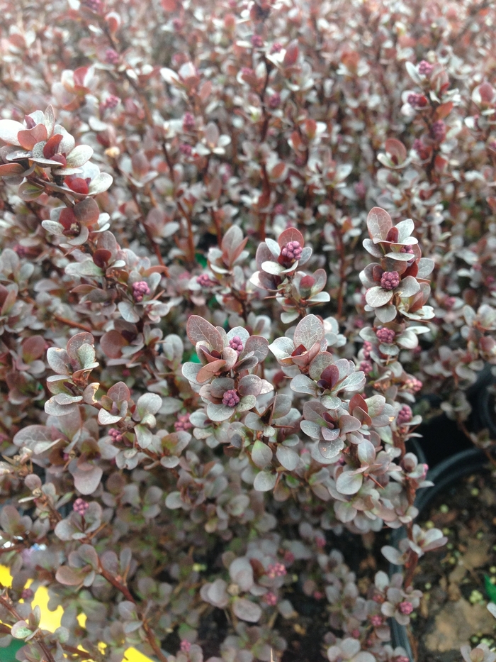 'Concorde' Barberry - Berberis thunbergii from Keathly Nursery