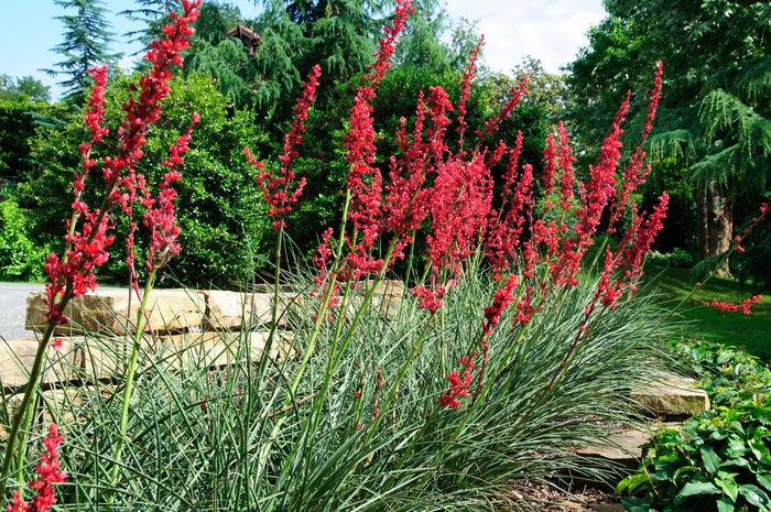 'Perpa' Brakelights&reg; Red Yucca - Hesperaloe parviflora from Keathly Nursery