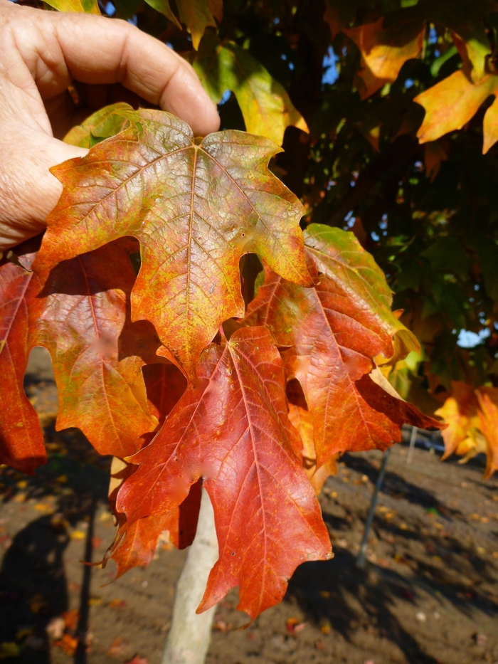 'Fall Fiesta&reg;' Sugar Maple - Acer saccharum from Keathly Nursery