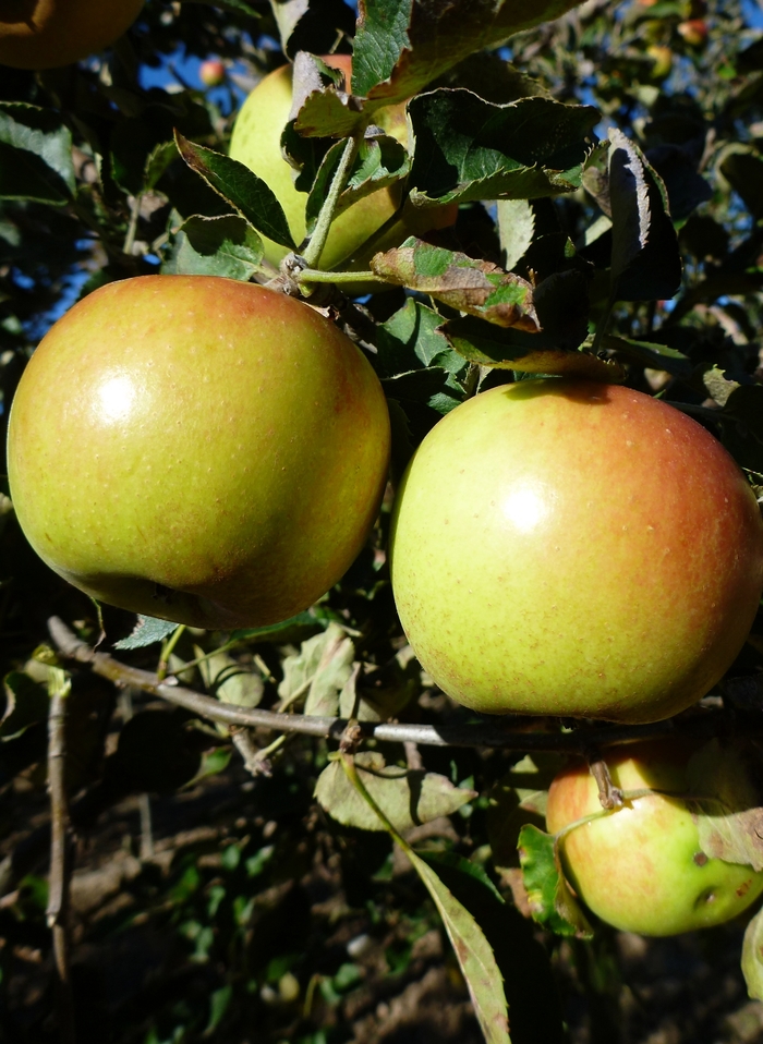 'Jonagold' Apple - Malus domestica from Keathly Nursery