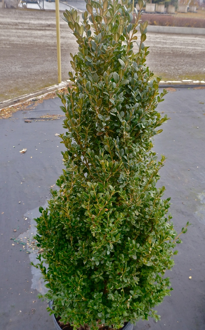 'Green Mountain' Boxwood - Buxus from Keathly Nursery