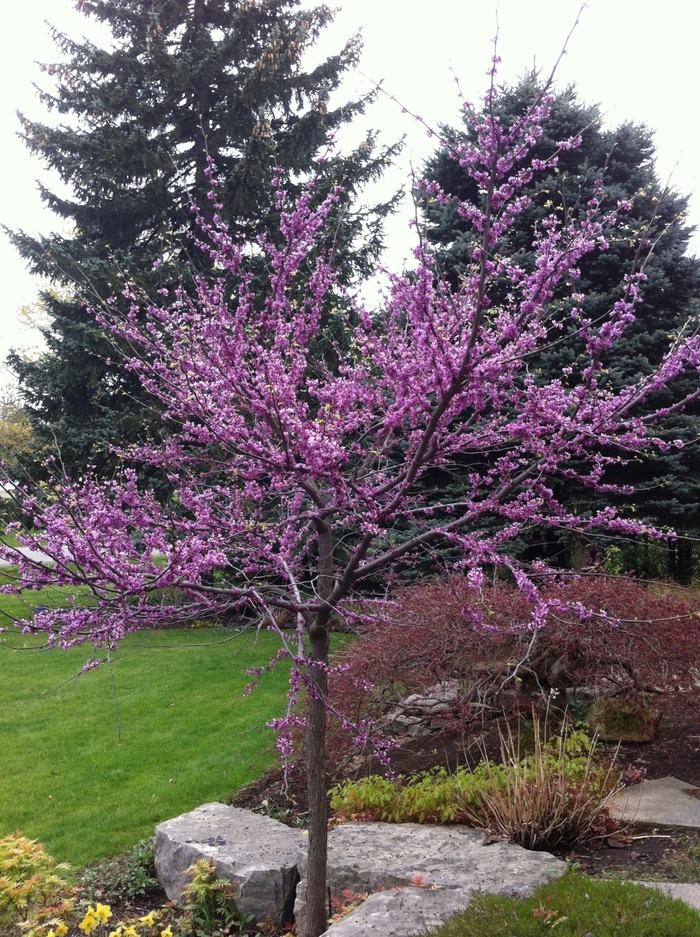 Eastern Redbud - Cercis canadensis from Keathly Nursery