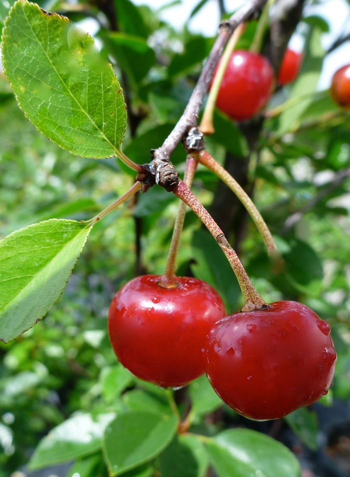 'Valentine' Cherry - Prunus from Keathly Nursery