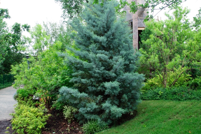 Arizona Cypress - Cupressus arizonica from Keathly Nursery