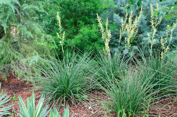 'Yellow' Yellow Yucca - Hesperaloe parviflora from Keathly Nursery