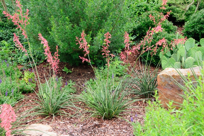 Red Yucca - Hesperaloe parviflora from Keathly Nursery