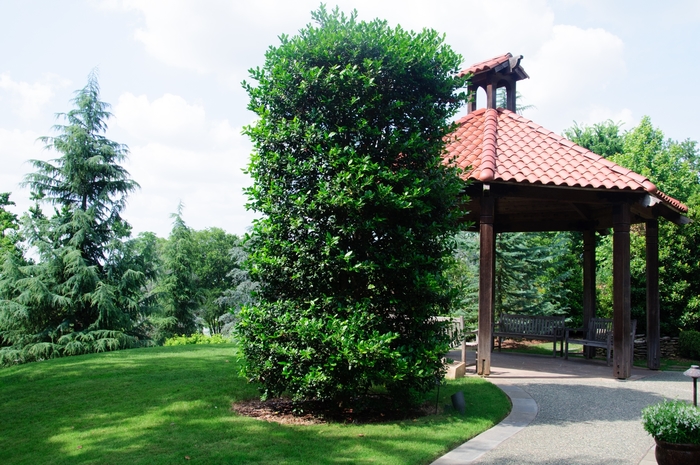 'Nellie R. Stevens' Holly - Ilex from Keathly Nursery