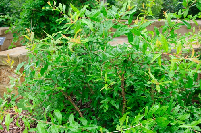 Pomegranate - Punica granatum from Keathly Nursery
