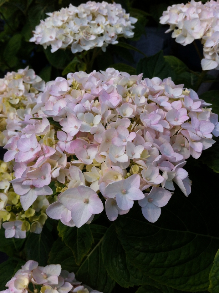 'Blushing Bride' Big Leaf Hydrangea - Hydrangea macrophylla from Keathly Nursery