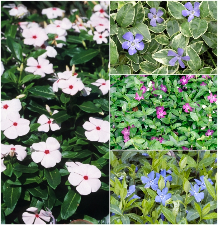 Assorted Vinca Vine, Myrtle - Vinca from Keathly Nursery