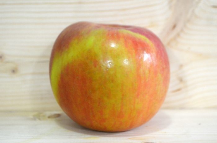 'Fuji' Apple - Malus domestica from Keathly Nursery