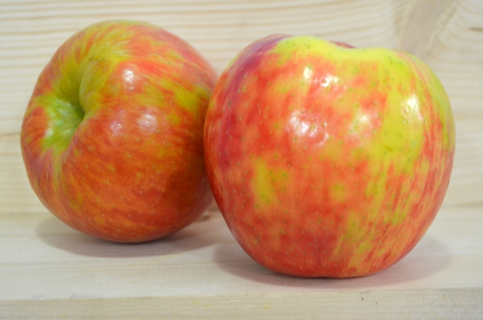 'Honeycrisp' Apple - Malus domestica from Keathly Nursery