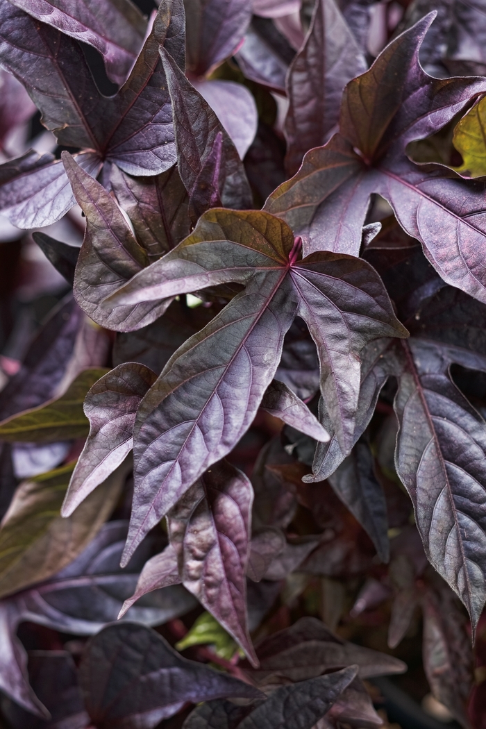 Proven Accents&reg; 'Sweet Caroline Raven&trade;' - Ipomoea batatas (Ornamental Sweet Potato Vine) from Keathly Nursery