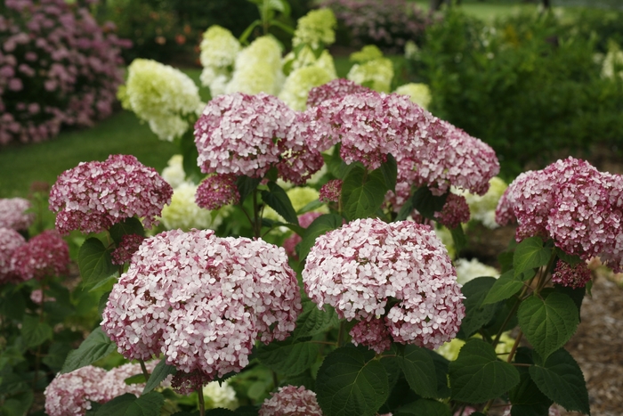 Incrediball&reg; 'Blush' - Hydrangea arborescens (Smooth Hydrangea) from Keathly Nursery