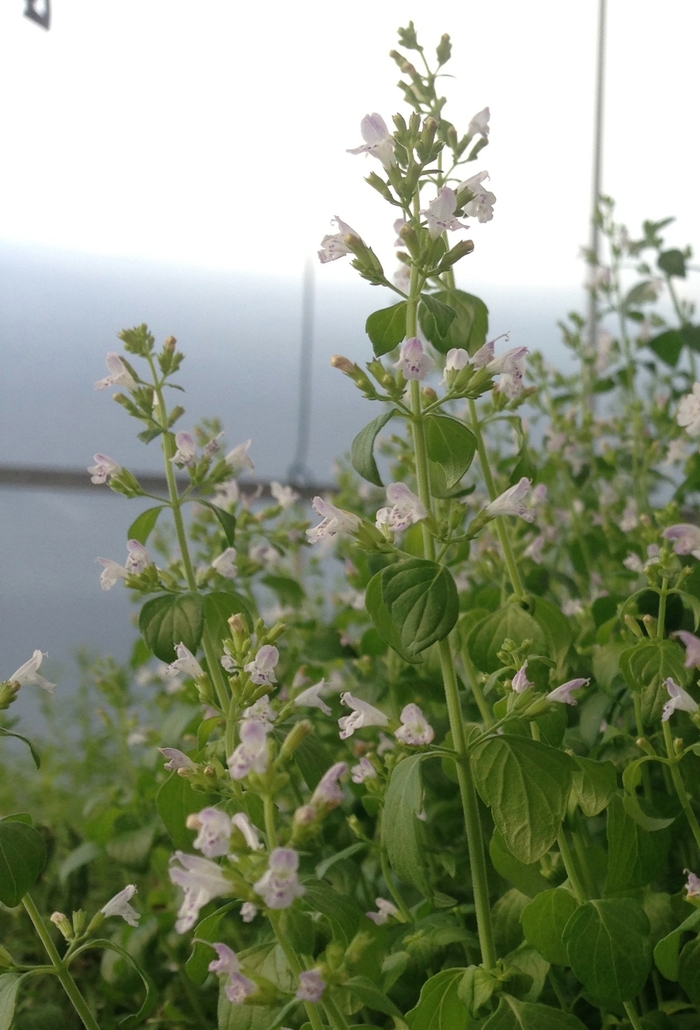 Calamint - Calamintha nepeta from Keathly Nursery