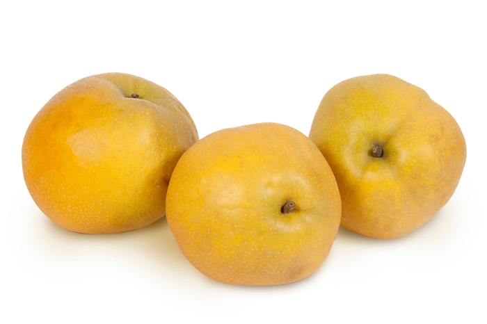 'Tawara' Asian Pear - Pyrus from Keathly Nursery