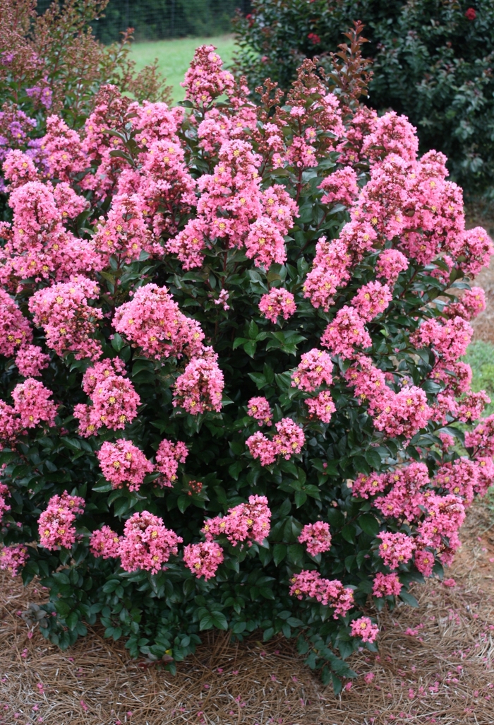 'Coral Magic' Crapemyrtle - Lagerstroemia from Keathly Nursery