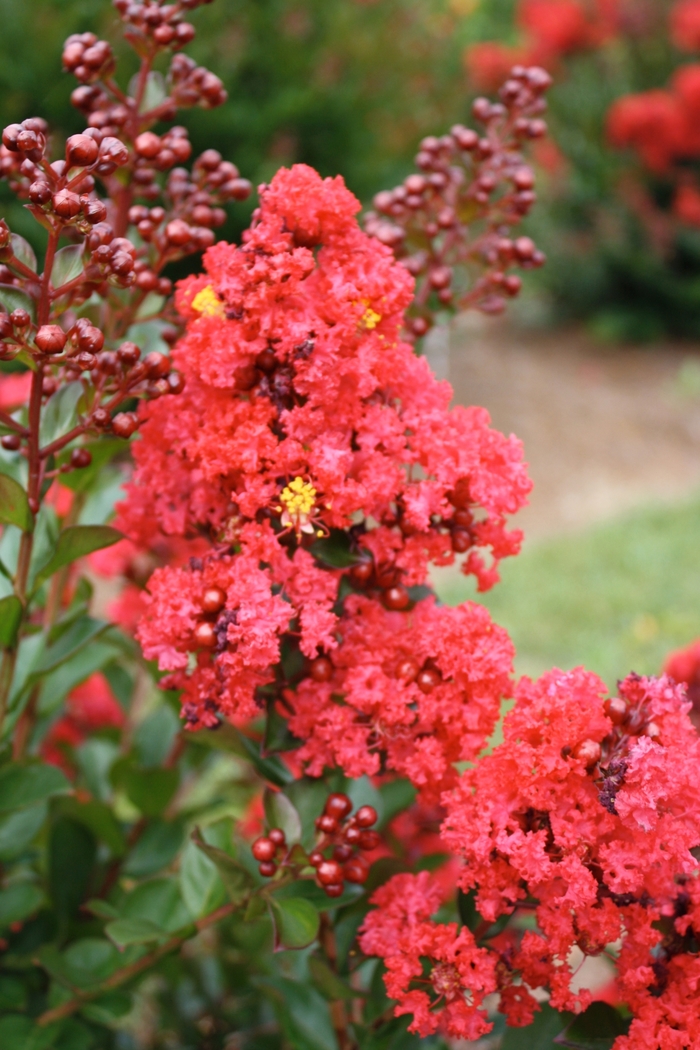 'Ruffled Red Magic&trade;' Crapemyrtle - Lagerstroemia from Keathly Nursery
