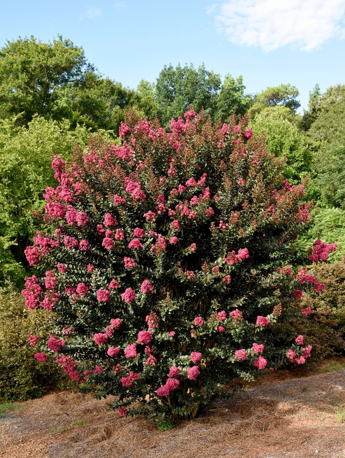 'Plum Magic' Crapemyrtle - Lagerstroemia from Keathly Nursery