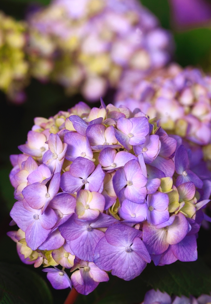 BloomStruck® - Hydrangea macrophylla from Keathly Nursery