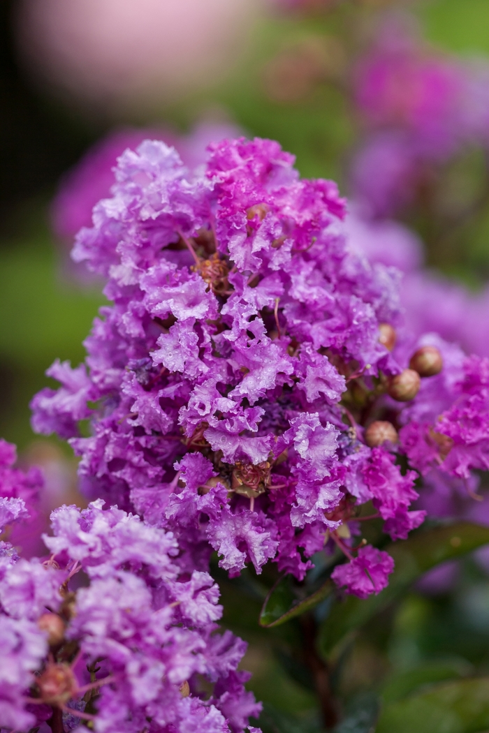 'Purple Magic' Crapemyrtle - Lagerstroemia from Keathly Nursery