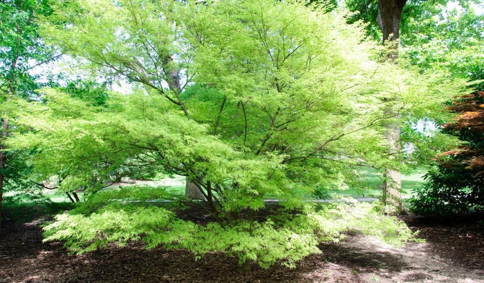 'Seiryu (Green Dragon)' Japanese Maple - Acer palmatum var. dissectum from Keathly Nursery
