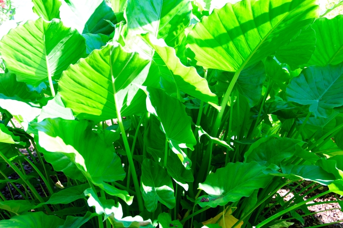 'California' Elephant Ear - Alocasia odora from Keathly Nursery