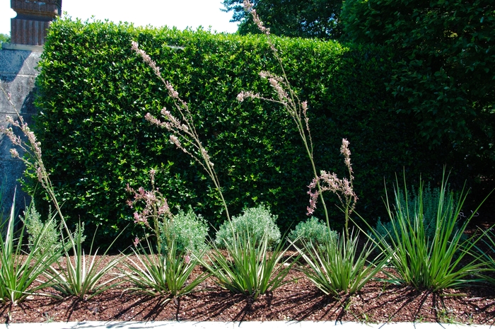'Pink Parade&reg;' Red Yucca - Hesperaloe parviflora from Keathly Nursery