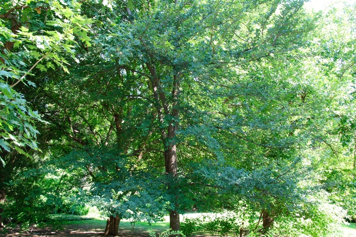 Cedar Elm - Ulmus crassifolia from Keathly Nursery