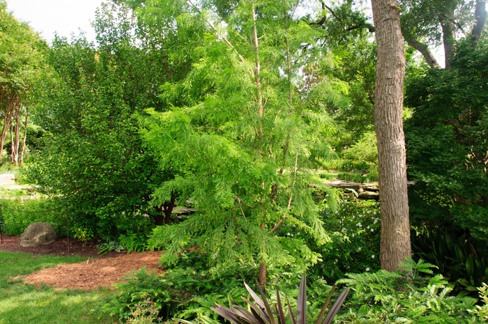 'Shawnee Brave' Bald Cypress - Taxodium distichum from Keathly Nursery