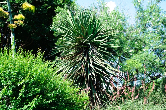 Spanish Dagger - Yucca treculeana from Keathly Nursery