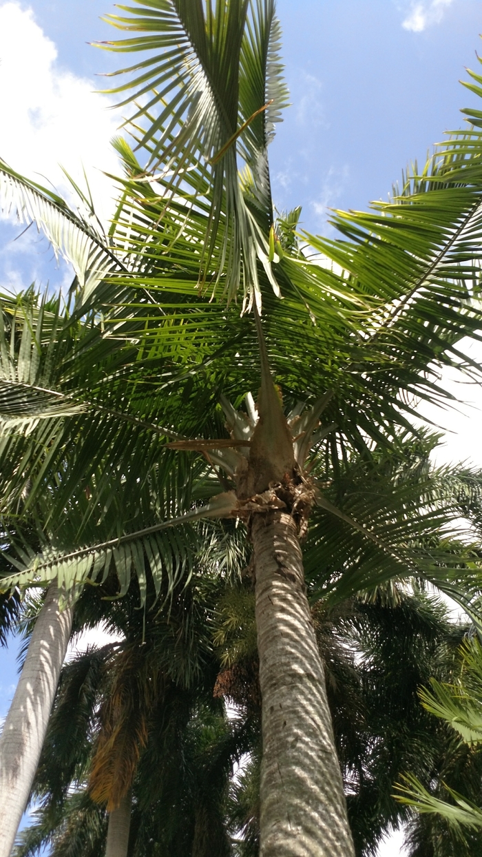 Majesty Palm - Ravenea rivularis from Keathly Nursery