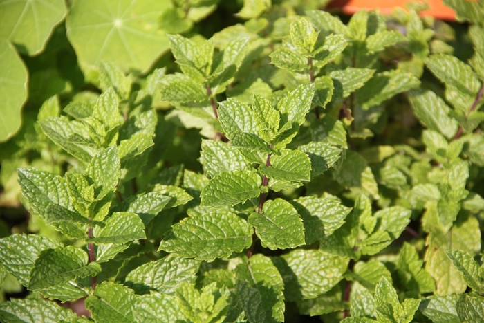 Spearmint, Mint - Mentha spicata from Keathly Nursery
