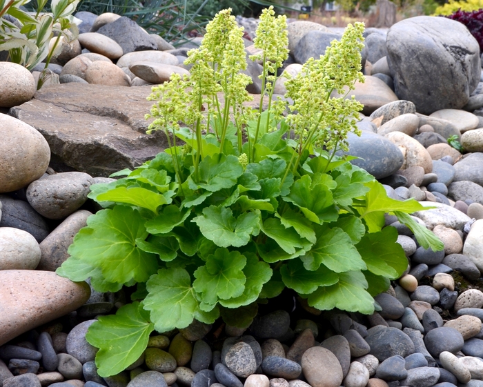 Little Cuties&trade; 'Blondie in Lime' - Heuchera (Coral Bells) from Keathly Nursery