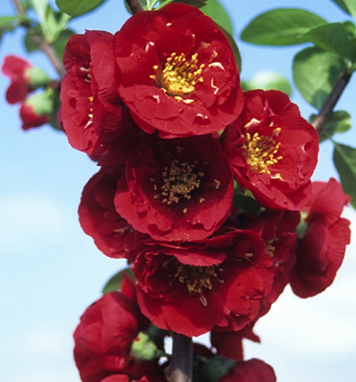 'Red Premier&trade;' Flowering Quince - Chaenomeles speciosa from Keathly Nursery