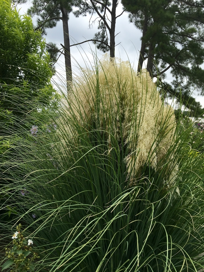 'Jet Streams&trade;' Dwarf Pampas Grass - Cortaderia selloana from Keathly Nursery