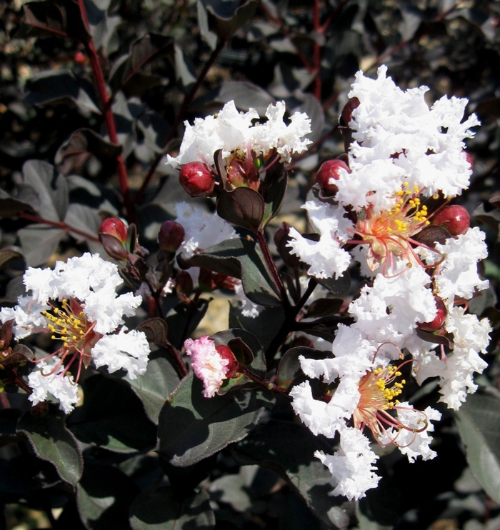 'Ebony & Ivory' Crapemyrtle - Lagerstroemia from Keathly Nursery