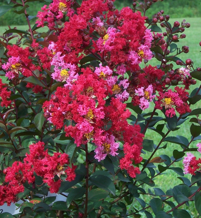 Princess&trade; 'Zoey' - Lagerstroemia (Crapemyrtle) from Keathly Nursery