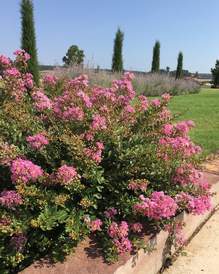 Princess&trade; 'Lyla' - Lagerstroemia (Crapemyrtle) from Keathly Nursery