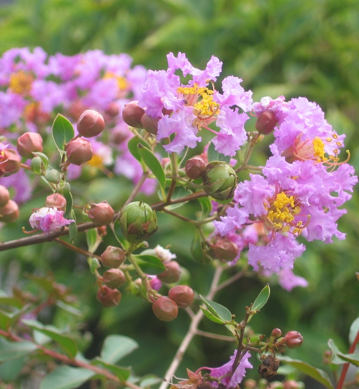 'Orchid Cascade' Dwarf Crapemyrtle - Lagerstroemia indica from Keathly Nursery